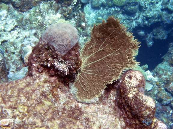 young coral near Georgetown, Grand Cayman