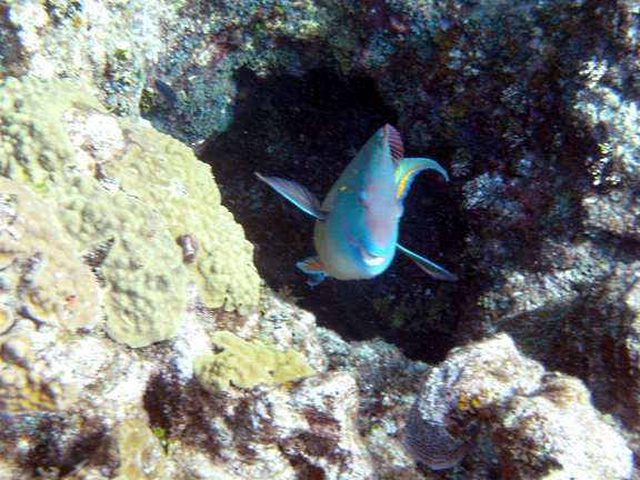 reef fish