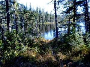 Three Lakes Trail 2 Boardwalk trail in Alaskan Wilderness