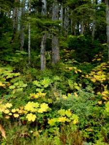 Scenery on Ideal Cove Hike 2 Alaska 2010