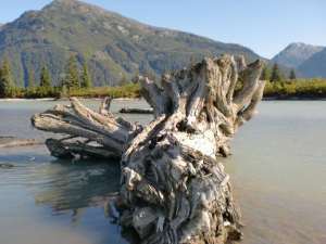 log on beach 2 Stikine River, Wrangell Alaska