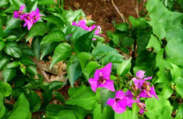 flower bushes alongside walkway to gazebo at Paradise Point