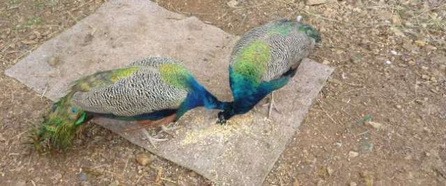 Paradise Point nature trail