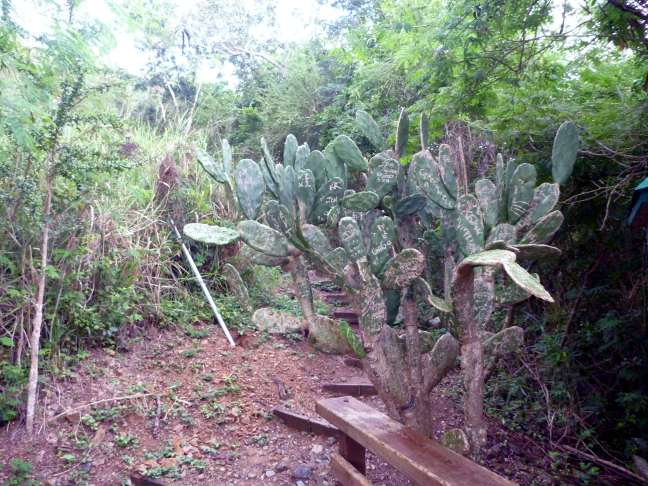 Paradise Point Nature Trail