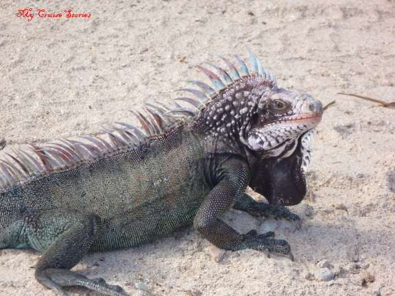 ST Bus lizard lots of lizards on the beach