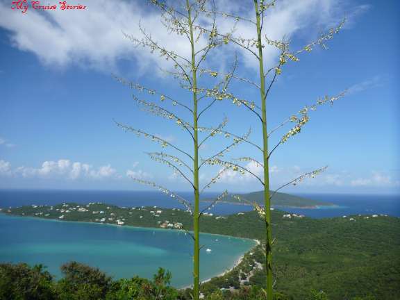 ST Bus Magens Bay Magens Bay, St Thomas