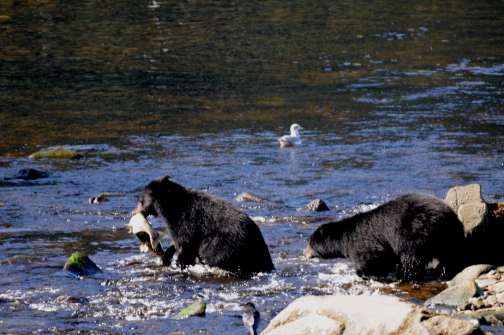 young black bear catches fish
