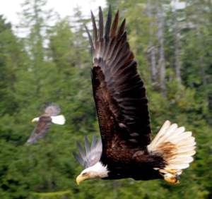 eagles in Alaska