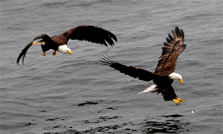 eagles fishing