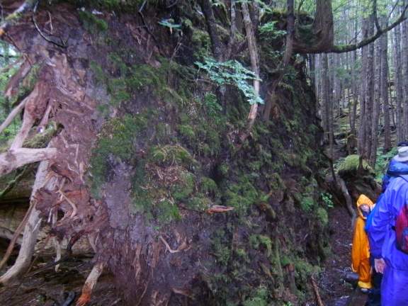 rainforest hike near Ketchikan, Alaska