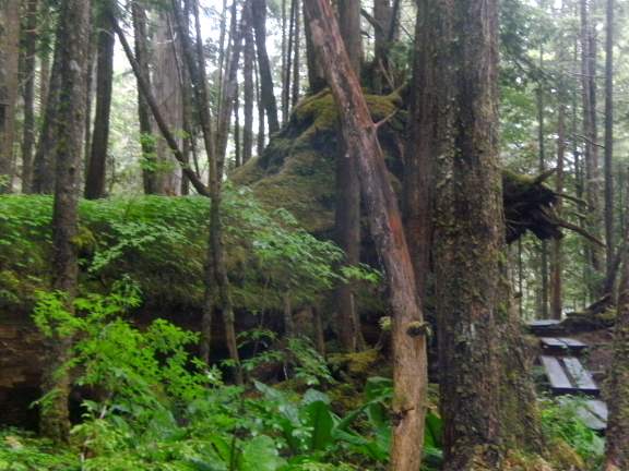 Ketchikan Alaska, boardwalk trail