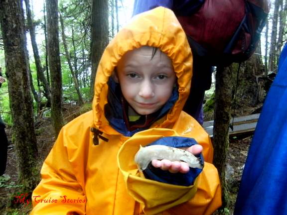 banana slug in the rainforest