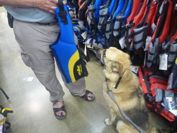 buying dog life jacket life jackets for dogs