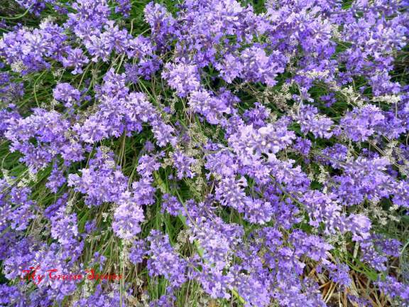 Lavender farms sell an assortment of lavender products