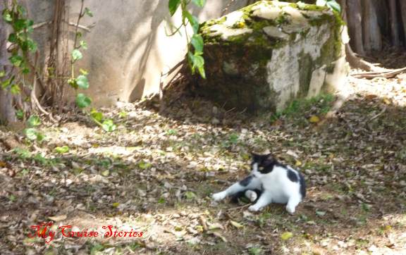 San Juan Cats P1030371 stray cat in San Juan Puerto Ricp
