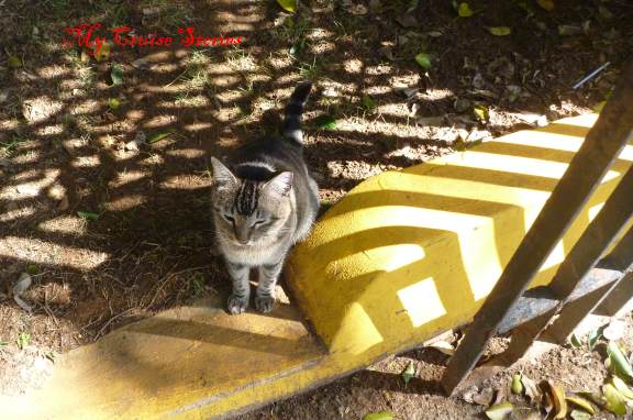 San Juan Cats P1030376 one of San Juan's stray cats