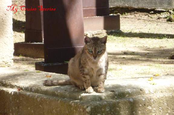 San Juan P1030401 San Juan cats
