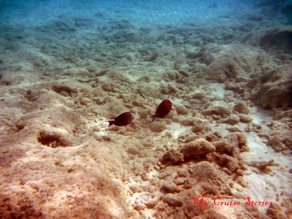 underwater photo of fish