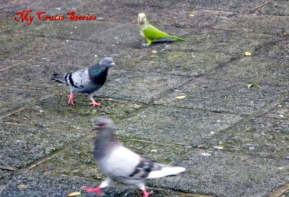 parrot begger parrot begging with pigeons
