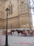 horse carraiges at the cathedral