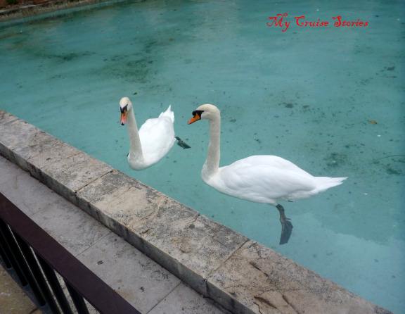 swans at LeSeu cathedral