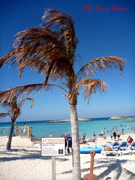 hurricane damaged palm tree