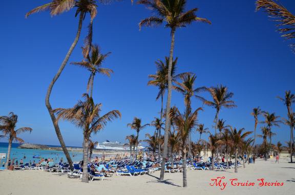 brown palms after a hurricane