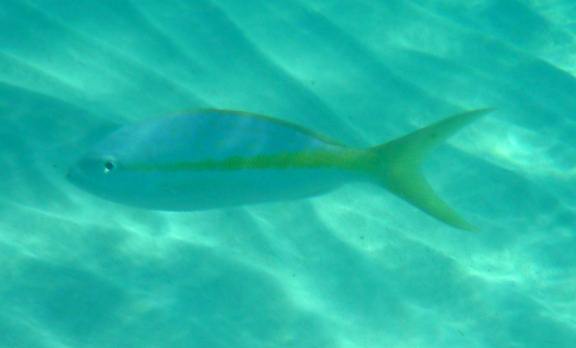 hurricane Sandy left the water murky at Great Stirrup Cay