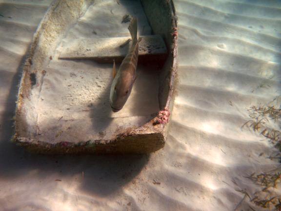 fish seen snorkeling