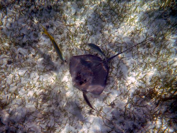 escapee from the stingray pen