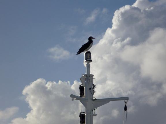bird resting on a cruise ship in the middle of the ocean