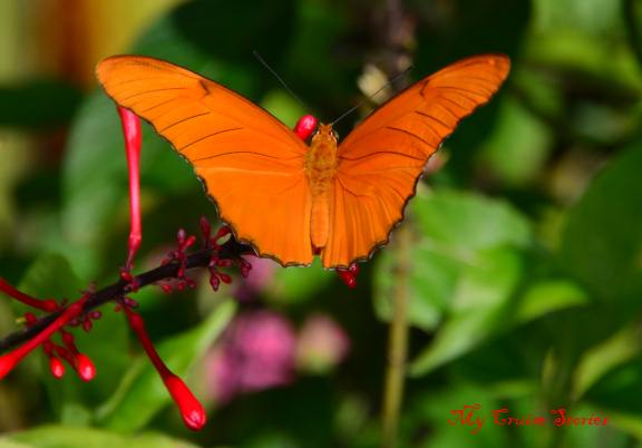 butterfly at Mystic Mountain