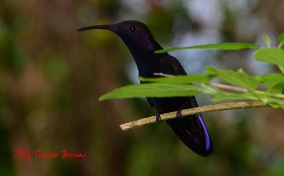 Mystic Mountain hummingbird garden