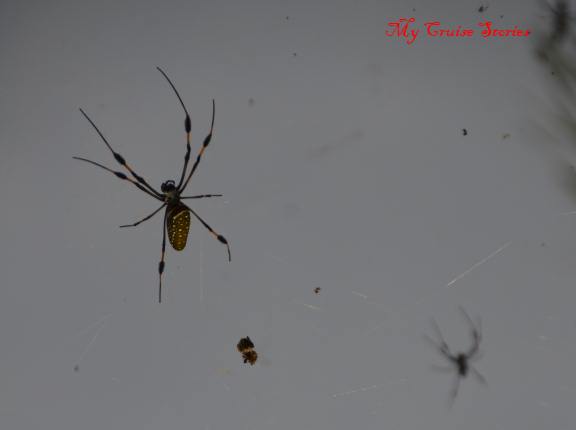 big spider in a bigger web