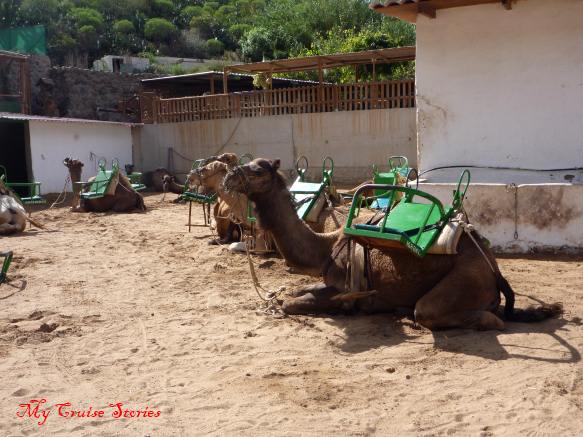 camel farm on Grand Canary Island