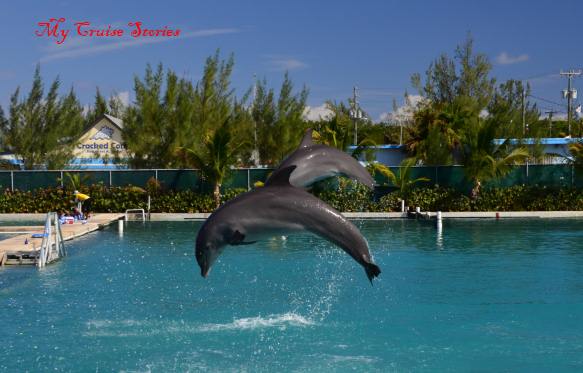 leaping dolphins