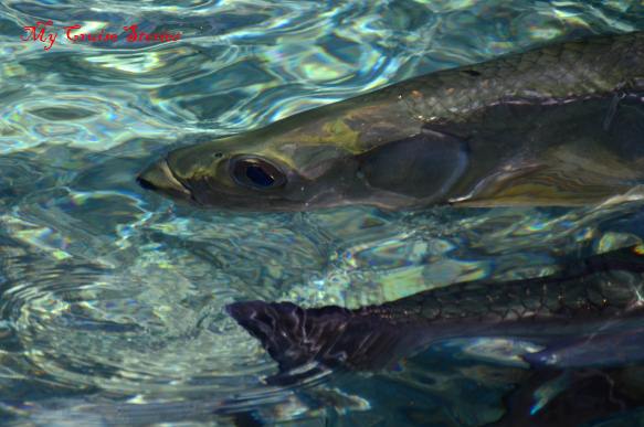 tarpon at the shoreline