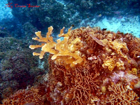 coral Cozumel Mexico