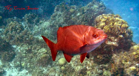 you don't have to chase these fish - they'll chase you