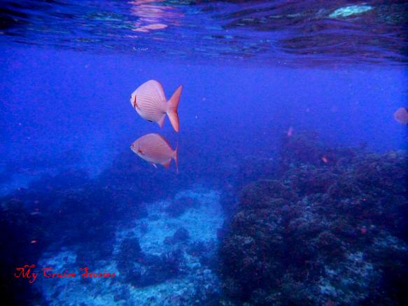fish and coral in the clear blue sea