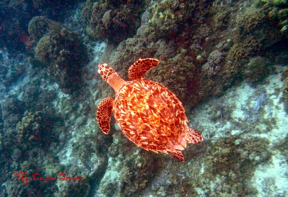 turtle on Palancar reef