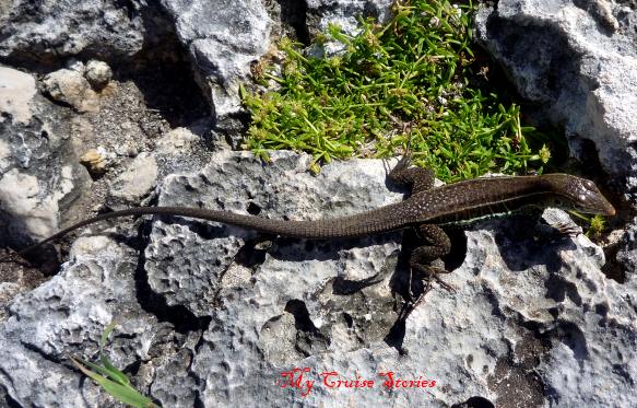 Caribbean lizard