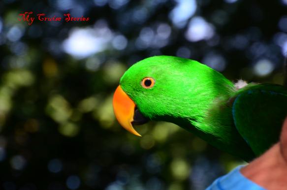 What does a photo with this parrot cost?