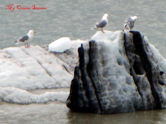 sea birds in Glacier Bay