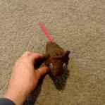 how to fold cruise ship towel animals