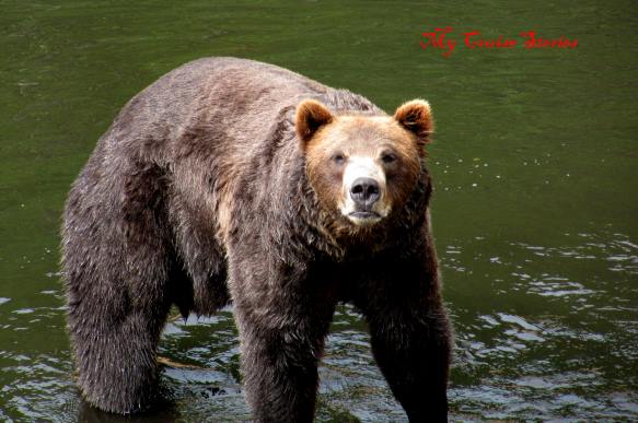 bear at Fortress of the Bear