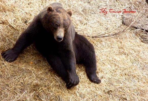 Fortress of the Bear, Sitka, Alaska