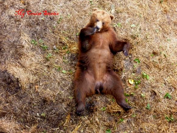 the only girl among the bears at Fortress of the Bear at the time of our visit