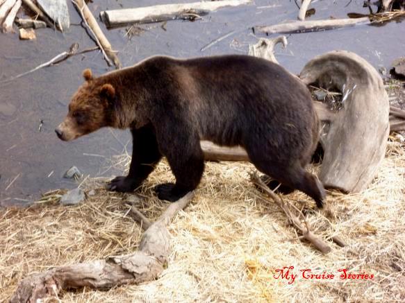 bear at the Fortress of the Bear in Sitka. Alaska