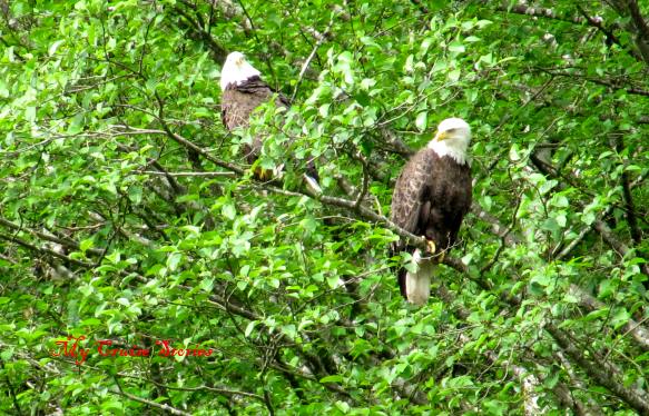 eagles get free handouts at Fortress of the Bear